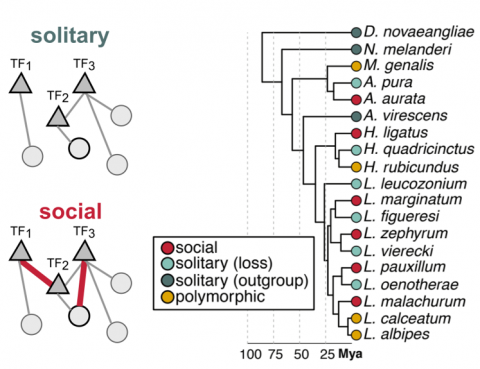 Gene regulatory changes in social evolution