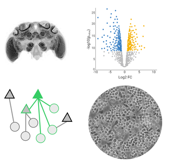 Mechanisms of intraspecific plasticity